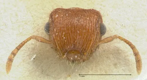 Meranoplus similis - FOCOL1935