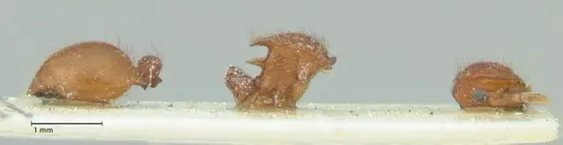 Meranoplus similis - FOCOL1935