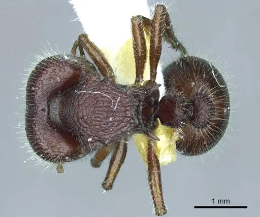 Meranoplus snellingi specimen