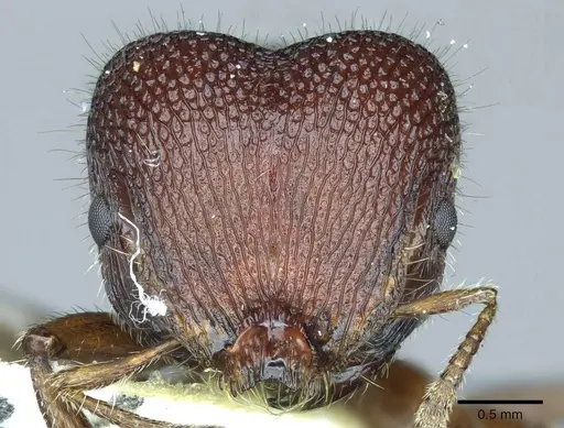 Meranoplus snellingi specimen