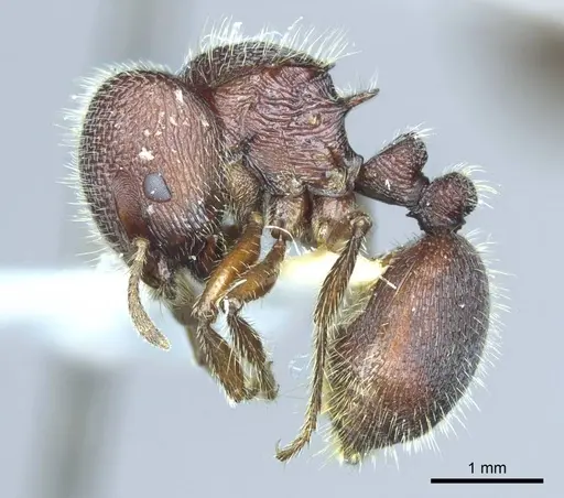 Meranoplus snellingi specimen