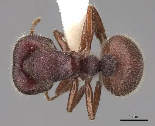 Meranoplus snellingi - CASENT0922906