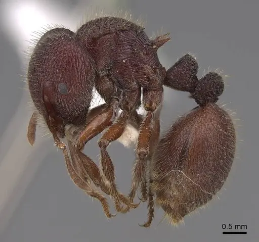 Meranoplus snellingi - CASENT0922906