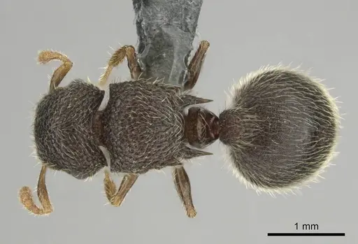 Meranoplus spininodis specimen
