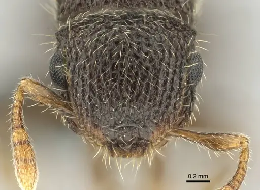 Meranoplus spininodis specimen