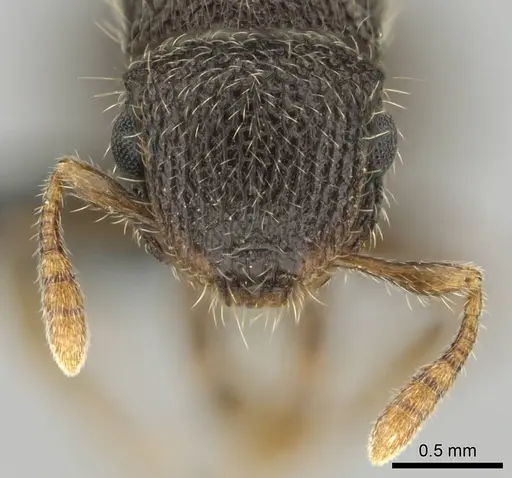 Meranoplus spininodis specimen