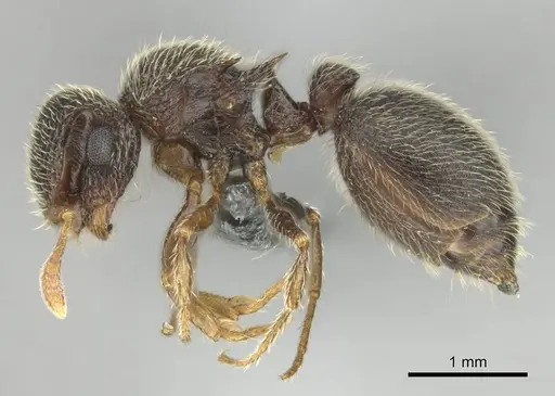 Meranoplus spininodis - CASENT0252680