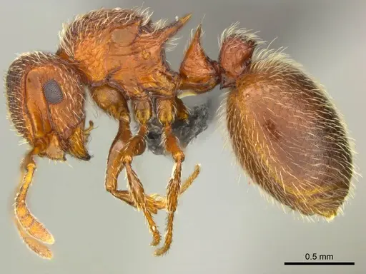 Meranoplus spininodis - CASENT0812040