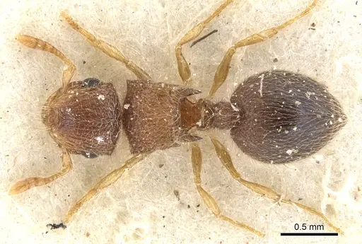 Meranoplus spininodis - CASENT0902020