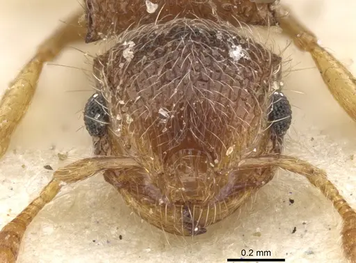 Meranoplus spininodis - CASENT0902020