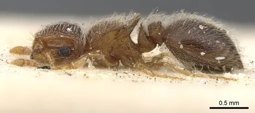 Meranoplus spininodis - CASENT0902020