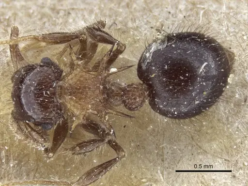 Meranoplus spinosus specimen