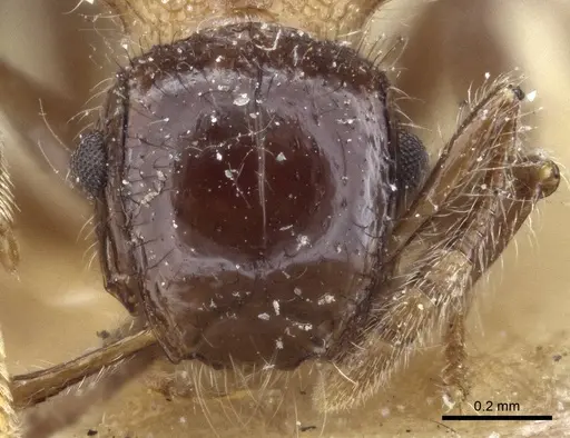 Meranoplus spinosus specimen