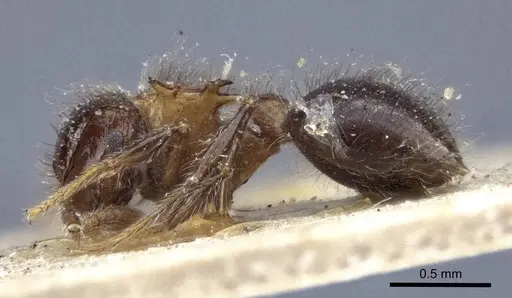 Meranoplus spinosus specimen