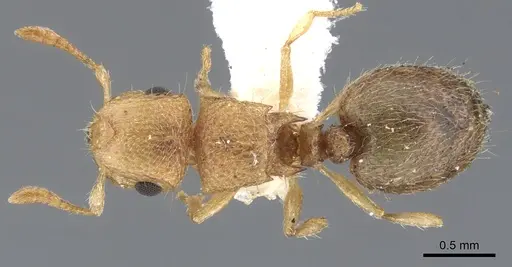 Meranoplus sthenus specimen