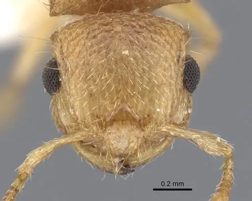 Meranoplus sthenus specimen