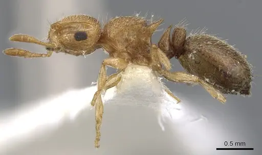 Meranoplus sthenus specimen