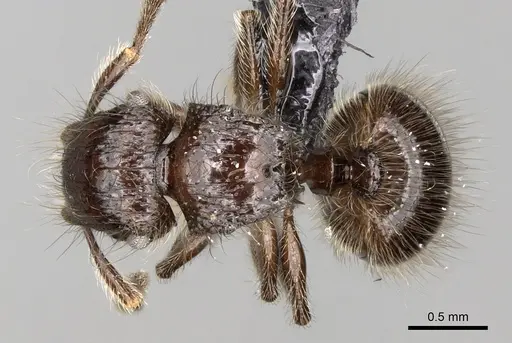 Meranoplus sylvarius specimen