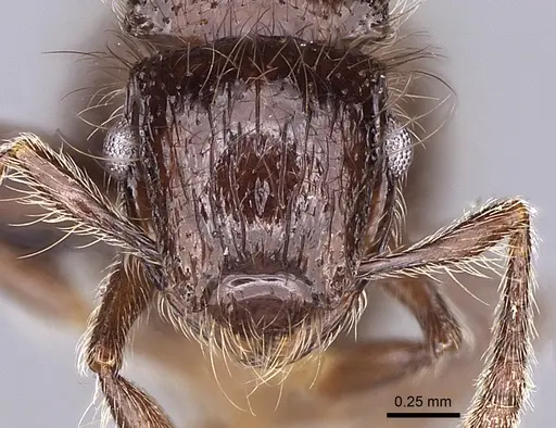 Meranoplus sylvarius specimen