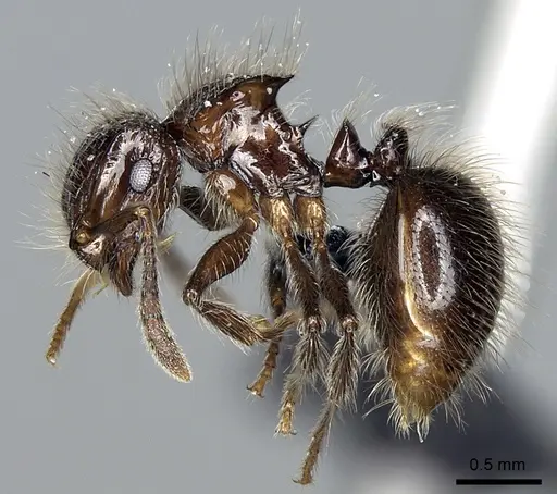 Meranoplus sylvarius specimen