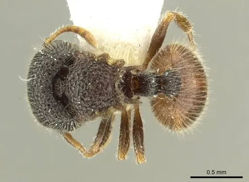 Meranoplus taurus specimen