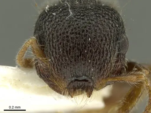 Meranoplus taurus specimen