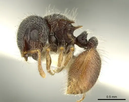 Meranoplus taurus specimen