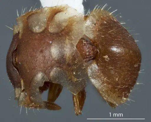 Meranoplus testudineus specimen