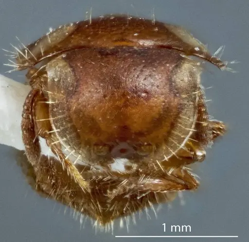 Meranoplus testudineus specimen