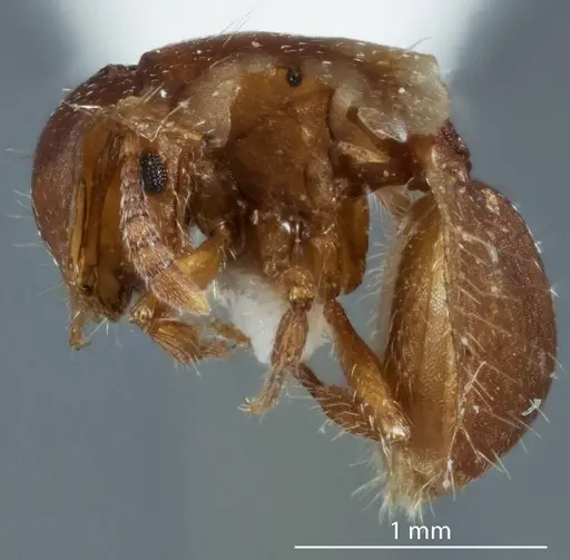 Meranoplus testudineus specimen