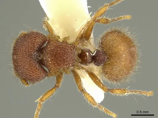 Meranoplus tricuspidatus specimen