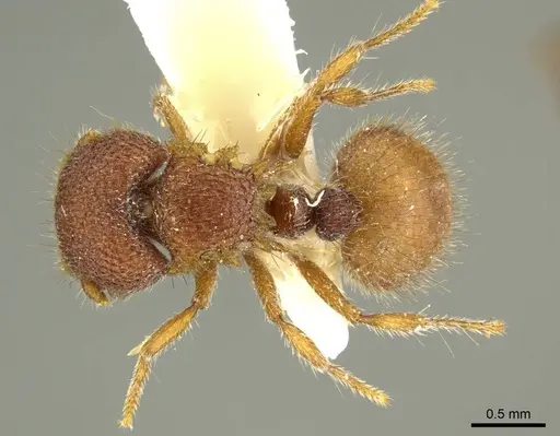 Meranoplus tricuspidatus specimen