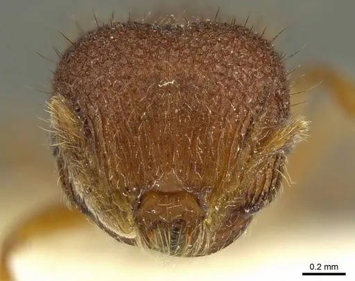 Meranoplus tricuspidatus specimen