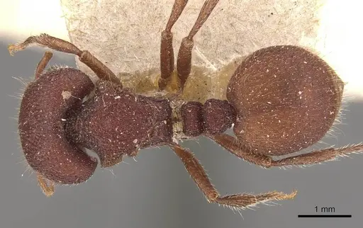 Meranoplus unicolor specimen