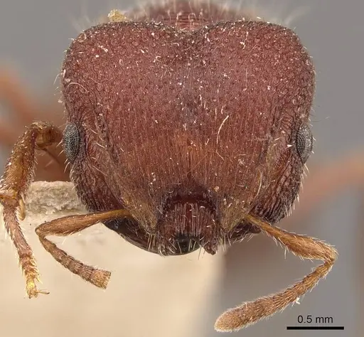 Meranoplus unicolor specimen