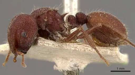Meranoplus unicolor specimen