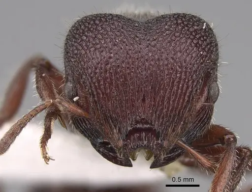 Meranoplus unicolor - CASENT0922907