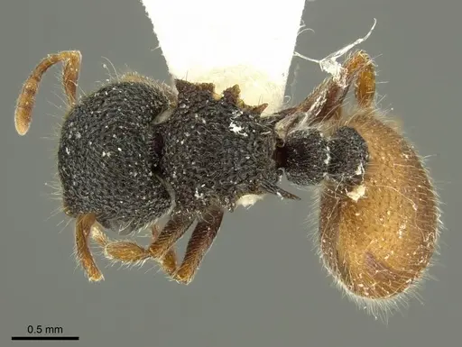 Meranoplus variabilis specimen