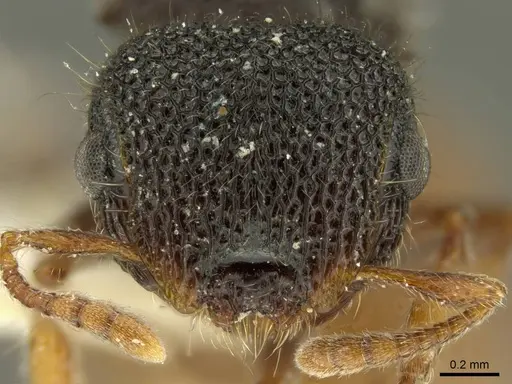 Meranoplus variabilis specimen
