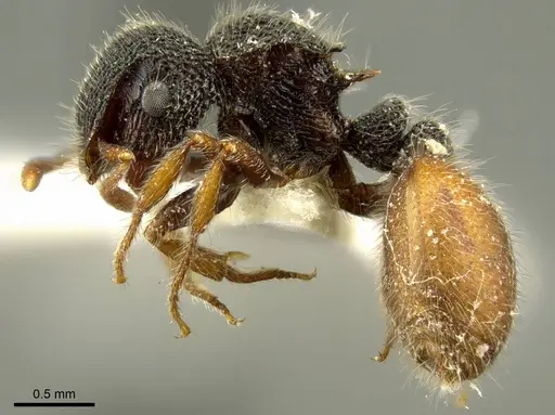 Meranoplus variabilis specimen