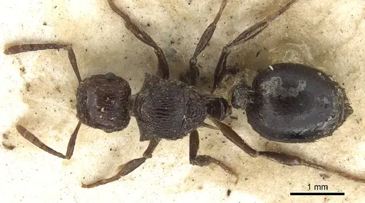 Meranoplus vestigator specimen