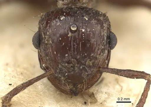 Meranoplus vestigator specimen