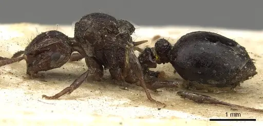 Meranoplus vestigator specimen