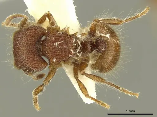 Meranoplus wilsoni specimen