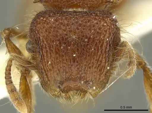 Meranoplus wilsoni specimen