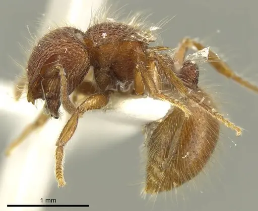 Meranoplus wilsoni specimen