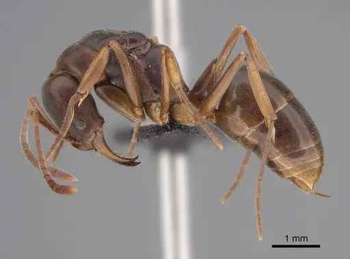 Mesoponera australis specimen