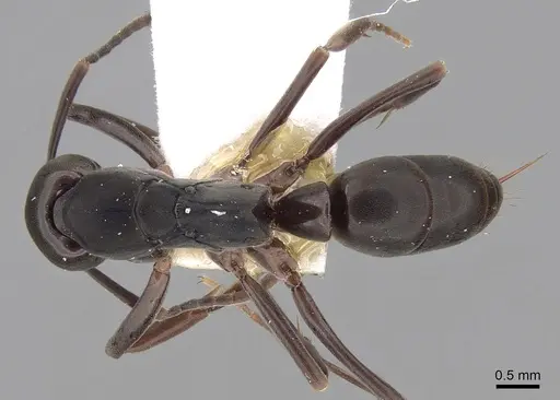 Mesoponera australis - CASENT0281891