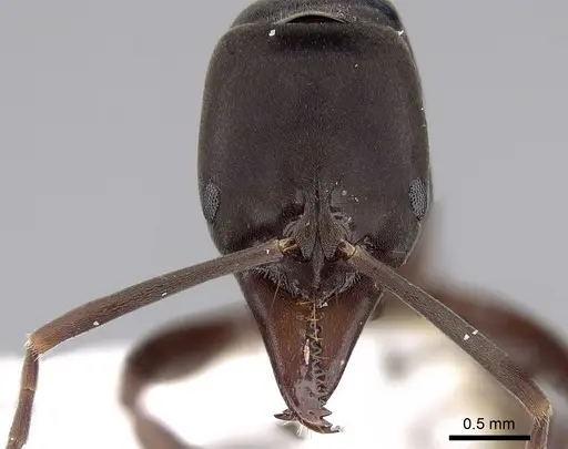 Mesoponera australis - CASENT0281891