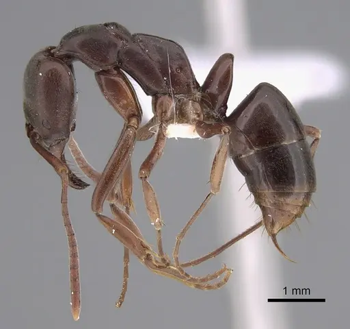 Mesoponera australis - CASENT0887831